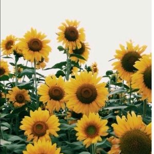 Meet your Posher, Ines